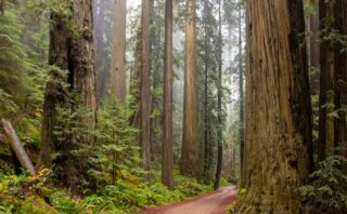 Trees Beside Road